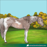 Horse Color:Platinum Chestnut Tobiano Frame 