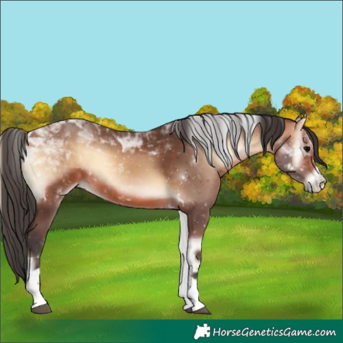 Horse Color:Bay Onyx Sabino Tobiano Rabicano 