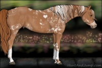 Horse Color:Chestnut Tobiano Rabicano 
