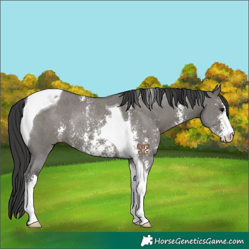 Horse Color:Grullo Sabino Tobiano Rabicano 