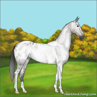 Horse Color:Gray Grullo Ice Tobiano Appaloosa 