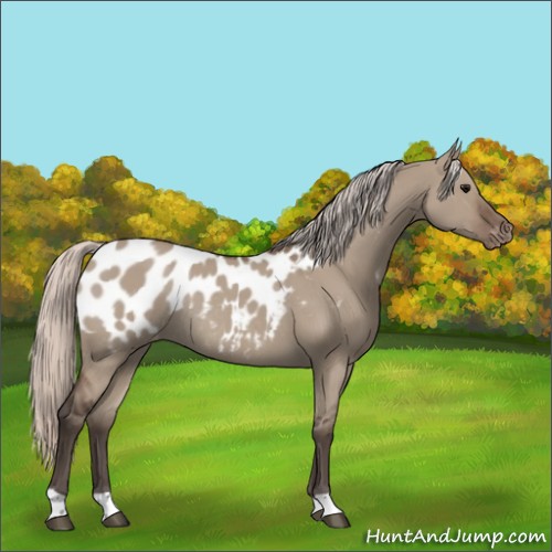 Horse Color:Silver Grullo Appaloosa Rabicano 
