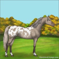 Horse Color:Silver Grullo Appaloosa Rabicano 