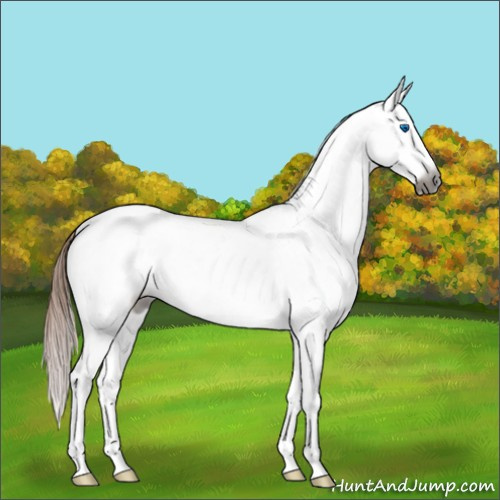 Horse Color:Gray White Spotted Chestnut Ice Splash Appaloosa 