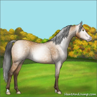 Horse Color:Gray Amber Champagne 