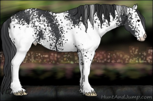 Horse Color:White Spotted Black