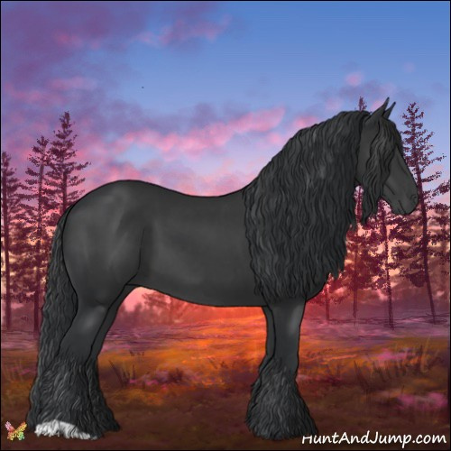 Horse Color:Black and Black