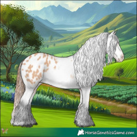 Horse Color:Bay Dun Appaloosa 