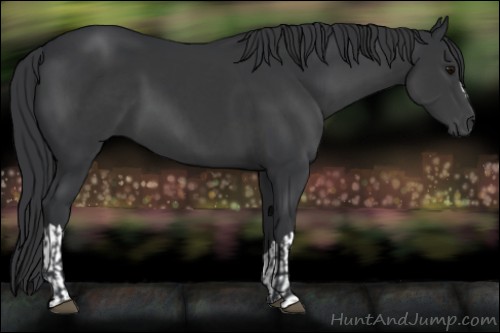 Horse Color:Black  and Black 