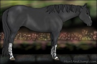 Horse Color:Black  and Black 