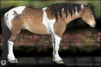 Horse Color:Buckskin Tobiano 