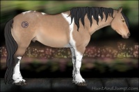 Horse Color:Brown Dun Tobiano