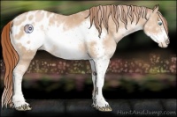 Horse Color:Buckskin Pearl Sabino Frame Appaloosa 
