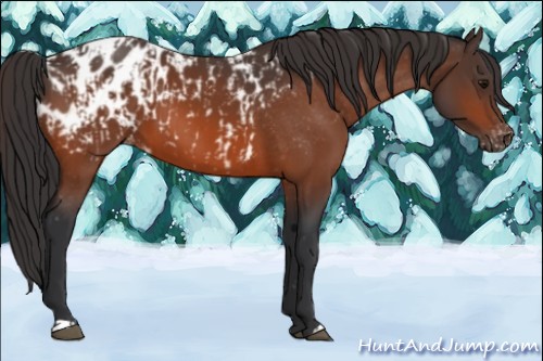 Horse Color:Bay Blanket and Bay Blanket