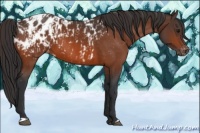 Horse Color:Bay Blanket and Bay Blanket