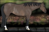 Horse Color:Brown Dun Rabicano 