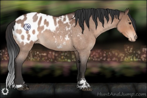 Horse Color:Bay Roan Sabino Appaloosa