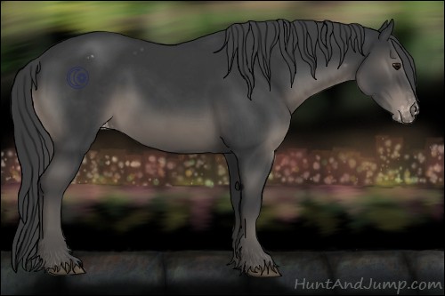 Horse Color:Black Appaloosa