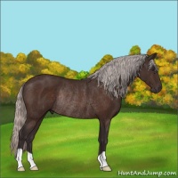 Horse Color:Silver Brown Rabicano 