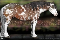 Horse Color:Brown Sabino
