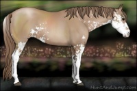 Horse Color:Black Pearl Sabino