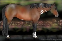 Horse Color:Bay Sabino 