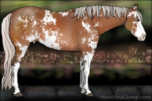 Horse Color:Silver Brown Sabino 