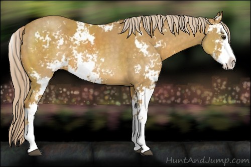 Horse Color:Palomino Sabino
