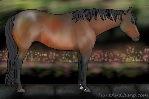 Horse Color:Bay Sabino Rabicano 