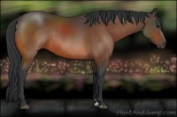 Horse Color:Bay Sabino Rabicano