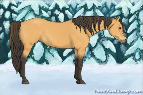 Horse Color:Buckskin 