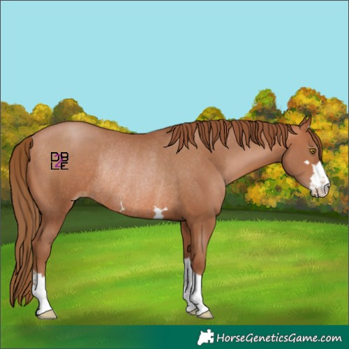 Horse Color:Brown Pearl Rabicano