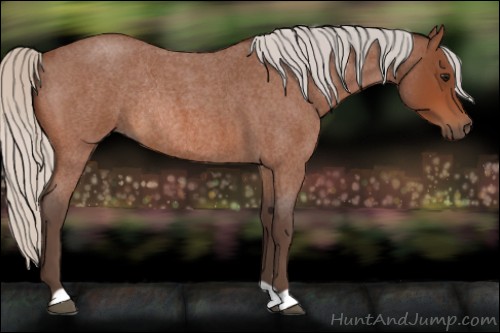Horse Color:Silver Bay Roan Rabicano