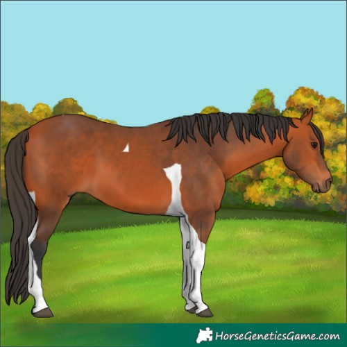 Horse Color:Bay Tobiano 