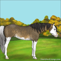 Horse Color:Buckskin Dun Splash 