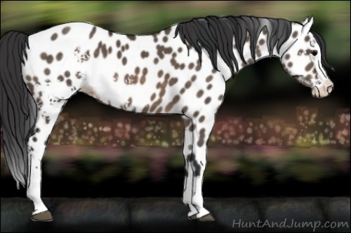 Horse Color:White Spotted Brown Dun Splash Appaloosa Rabicano 