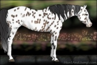 Horse Color:White Spotted Brown Dun Splash Appaloosa Rabicano 