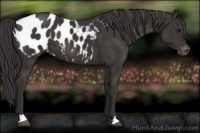 Horse Color:Smoky Black Appaloosa 
