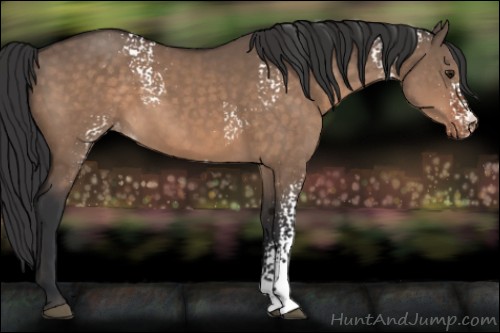 Horse Color:White Spotted Brown Dun Appaloosa 