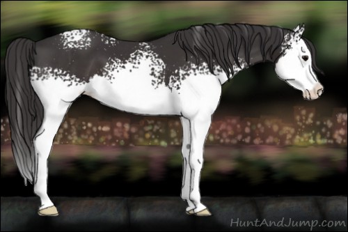Horse Color:White Spotted Smoky Black Splash Appaloosa