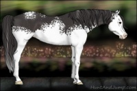 Horse Color:White Spotted Smoky Black Splash Appaloosa 