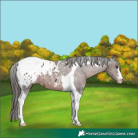 Horse Color:Liver Chestnut Tobiano Appaloosa 