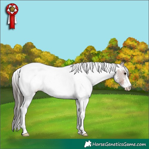 Horse Color:White Spotted Bay Appaloosa 