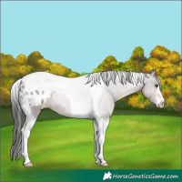 Horse Color:Liver Chestnut Tobiano Appaloosa