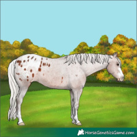 Horse Color:Silver Brown Varnish 