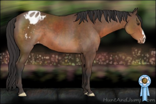 Horse Color:Bay Appaloosa 