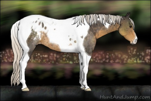 Horse Color:Silver Smoky Black Tobiano Appaloosa Rabicano 