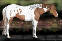 Horse Color:Chestnut Tobiano Appaloosa 