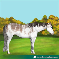 Horse Color:White Spotted Bay Splash 