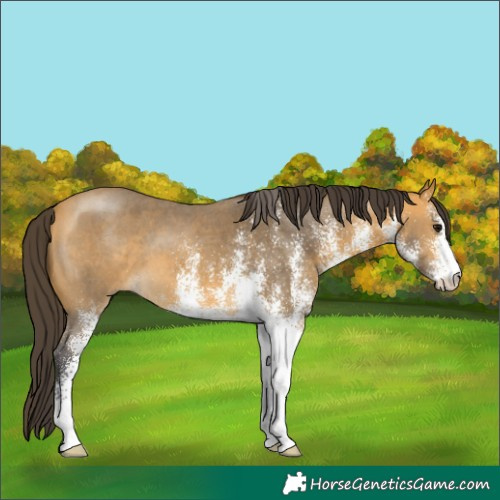 Horse Color:White Spotted Buckskin
